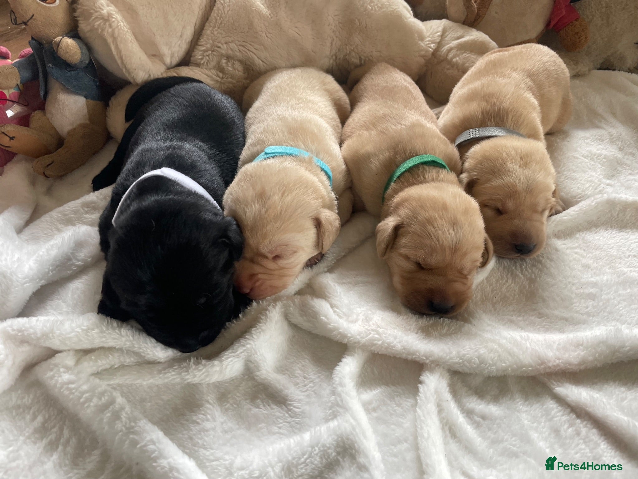 Labrador Retriever dogs Pedigree Labrador Puppies ready 10th September  - Advert 15