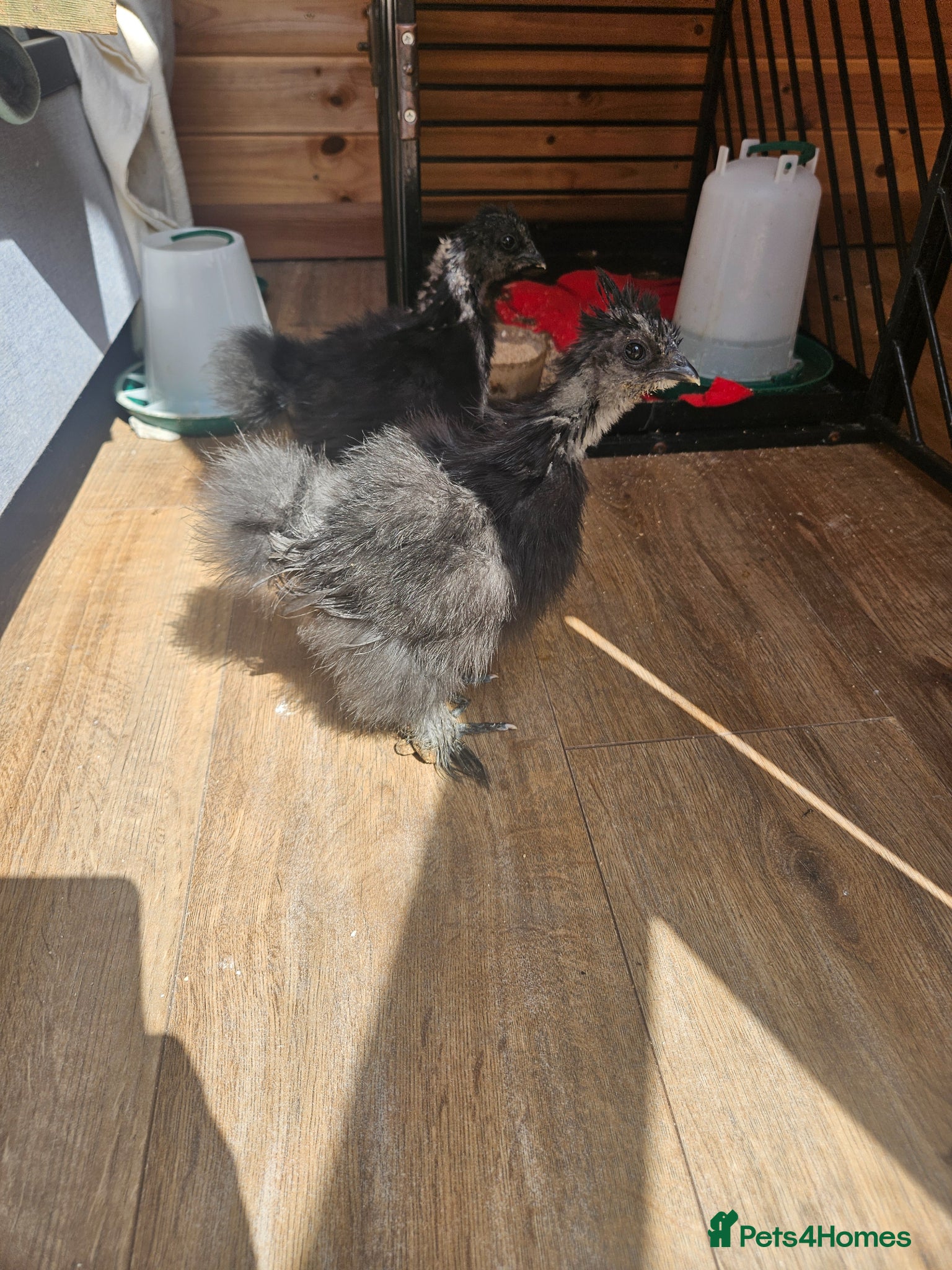 Chickens poultry Silky Bantum - Advert 1