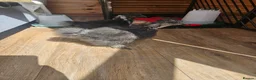 Chickens poultry for sale: Silky Bantum in Exeter - Advert 1