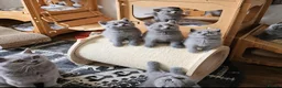 British Shorthair cats for sale: Beautiful adorable BSH blue kittens - Advert 12