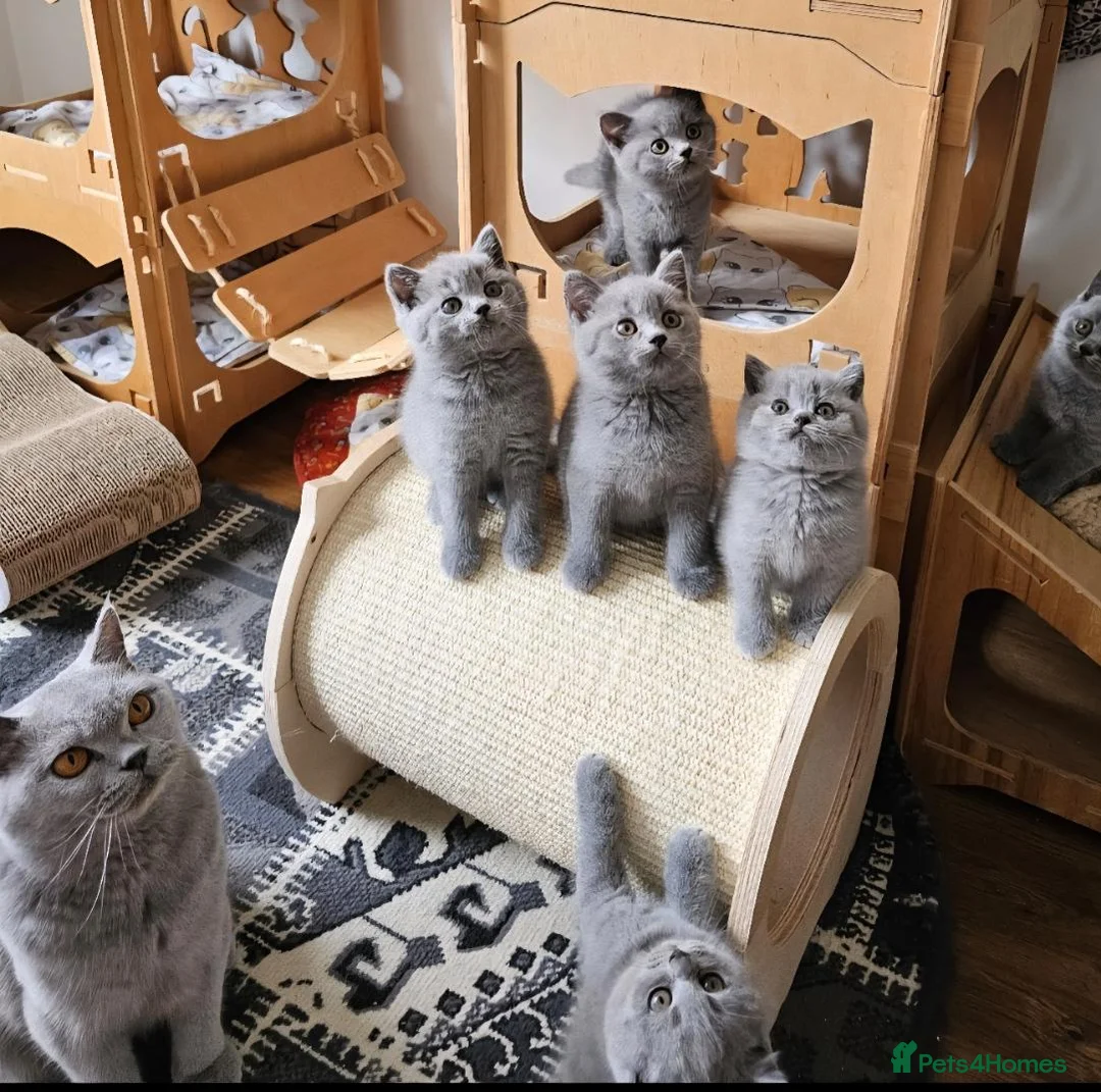 British Shorthair cats for sale: Beautiful adorable BSH blue kittens - Advert 12