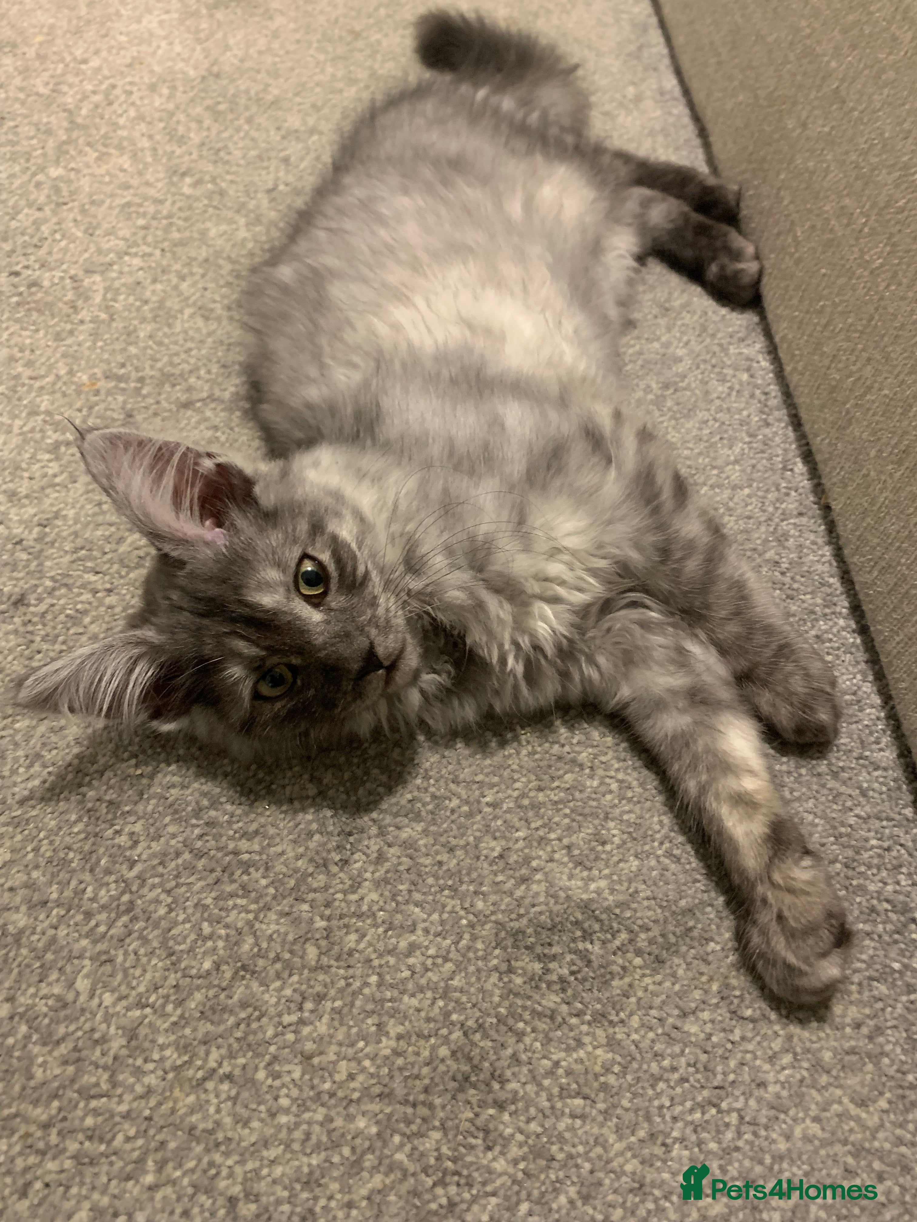 Maine Coon cats Stunning championship Maine coons for sale - Advert 9