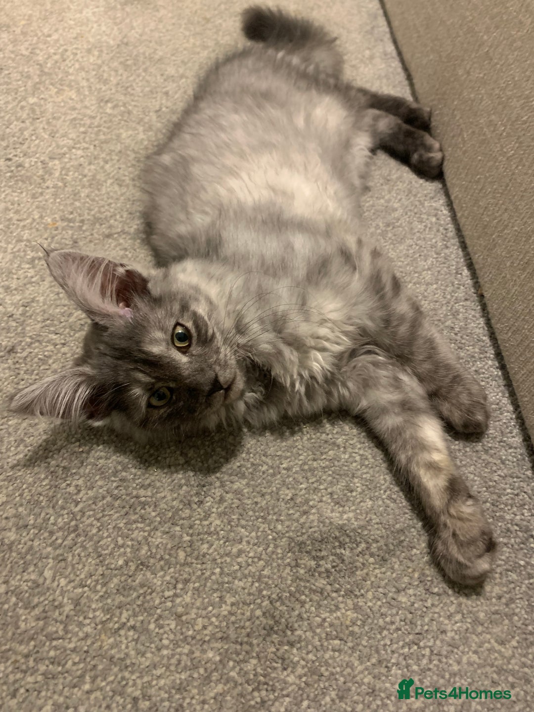 Maine Coon cats for sale: Stunning championship Maine coons for sale - Advert 1