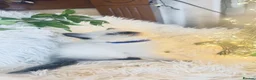 Ragdoll cats for sale: Pure Sealpoint / Bluepoint Mitted Lynx Ragdoll  - Advert 13