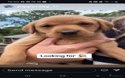 Labrador Retriever dogs for sale: Foxred Labrador pups - Image 2