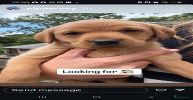 Labrador Retriever dogs - Advert 5