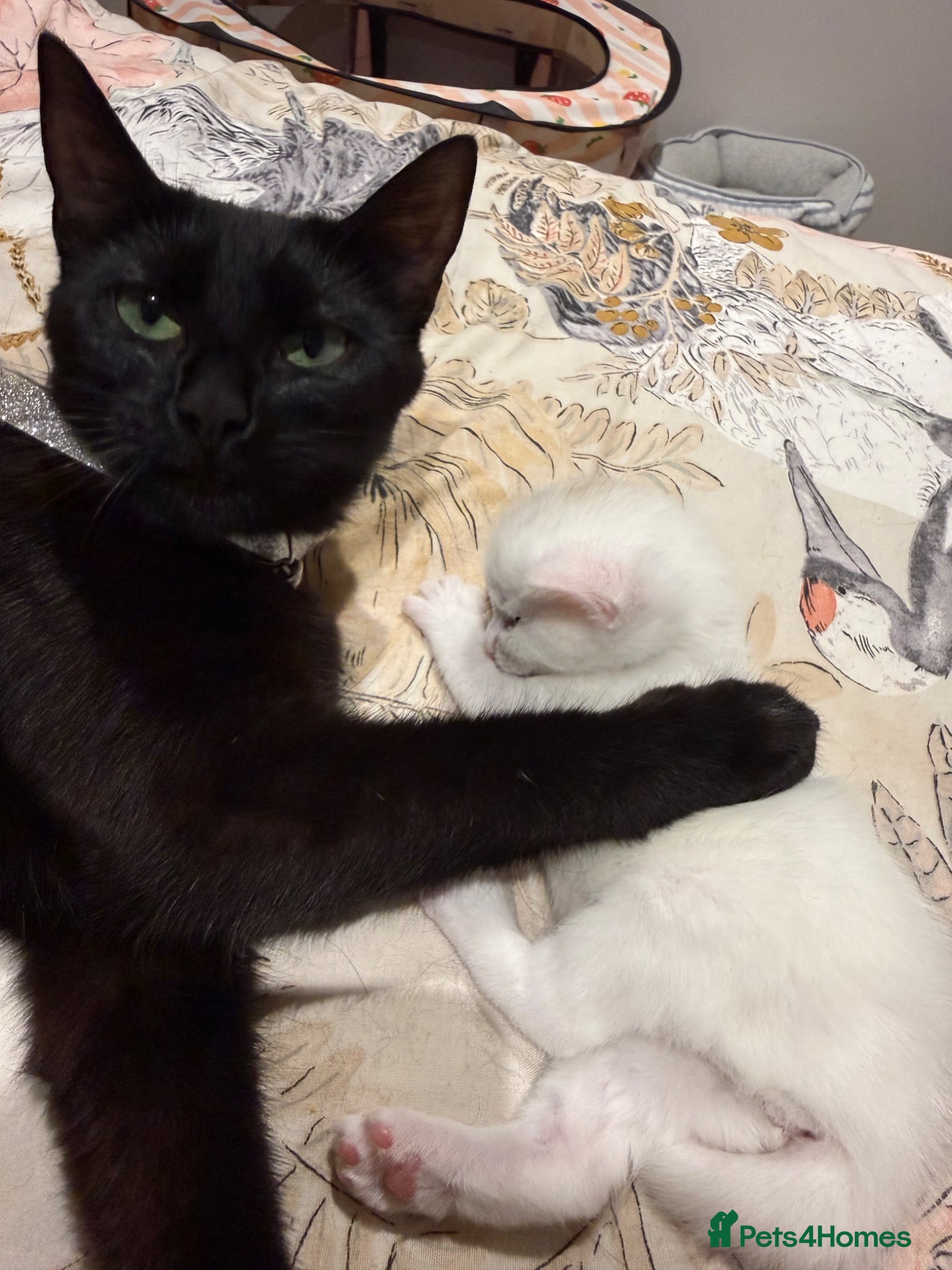 Mixed Breed cats One white kitten left - Advert 3