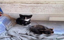Bengal cats for sale: 11 Tortie, Tabby and Tuxedo Kittens - Image 11