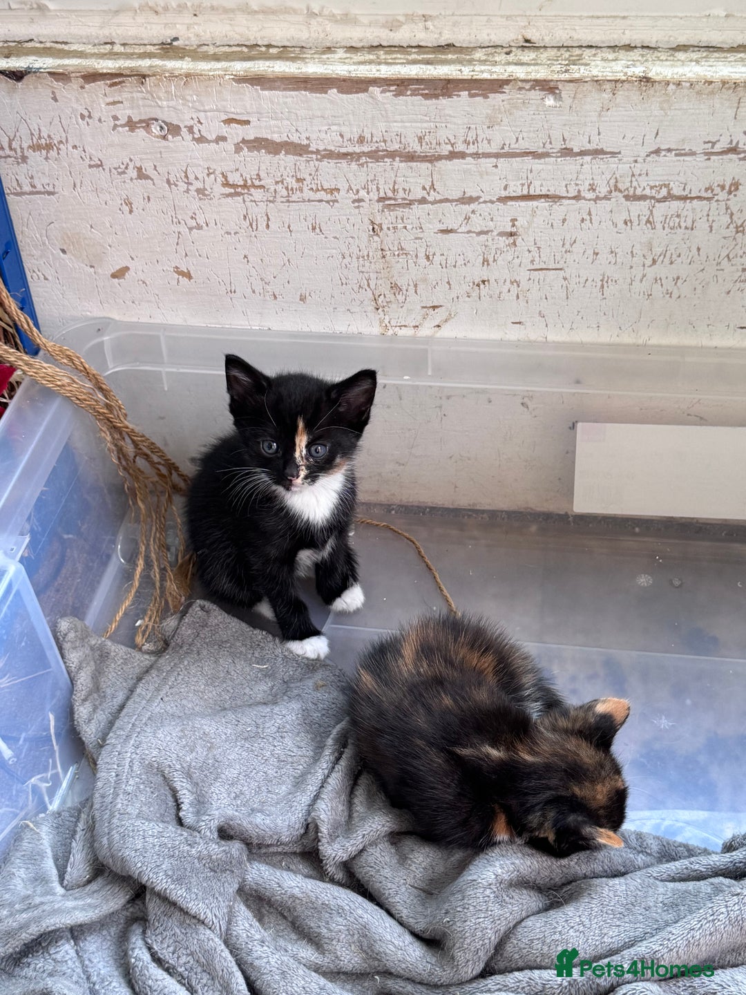 Bengal cats for sale: 11 Tortie, Tabby and Tuxedo Kittens - Image 11