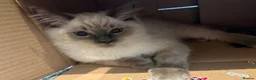 Ragdoll cats for sale: Ragdoll kittens age 17 weeks ready now  in Newtown - Advert 3
