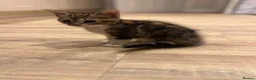 Mixed Breed cats for sale: Beautiful playful litter of 5  in Cleator Moor - Advert 6
