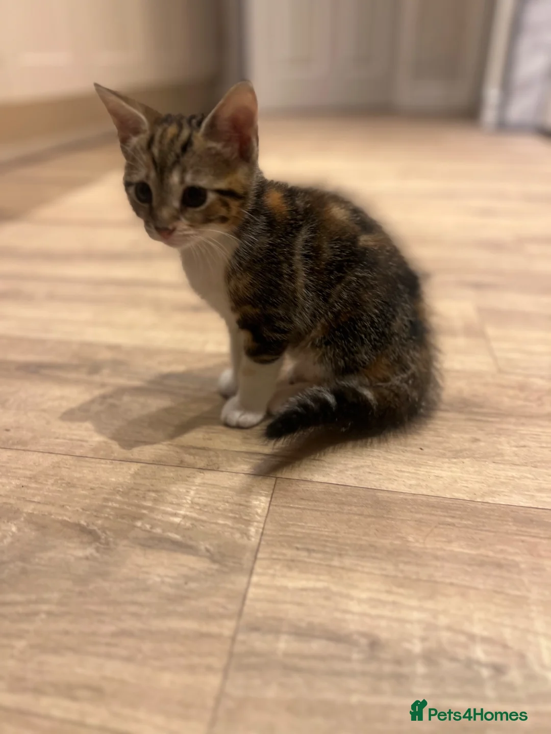 Mixed Breed cats for sale: Beautiful playful litter of 5  in Cleator Moor - Advert 6