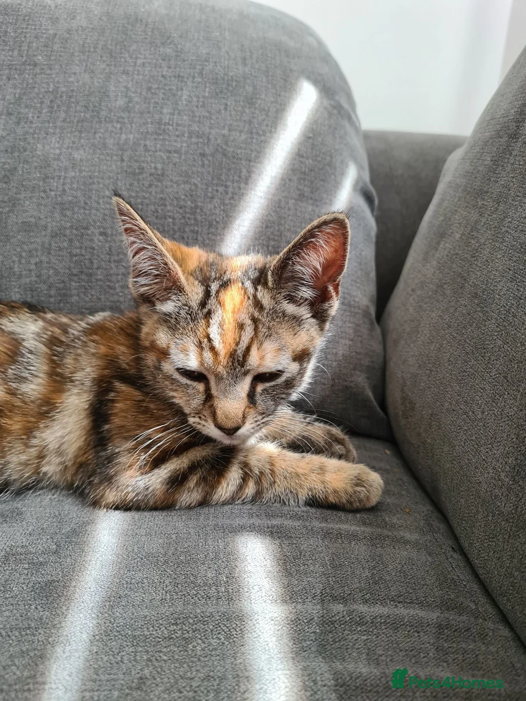 Mixed Breed cats for sale: Bella 1 years old - Advert 1