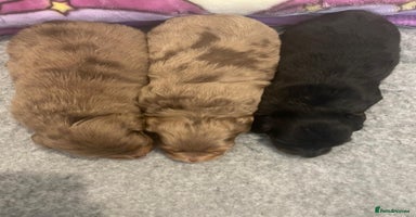 Miniature Dachshund dogs - Advert 2