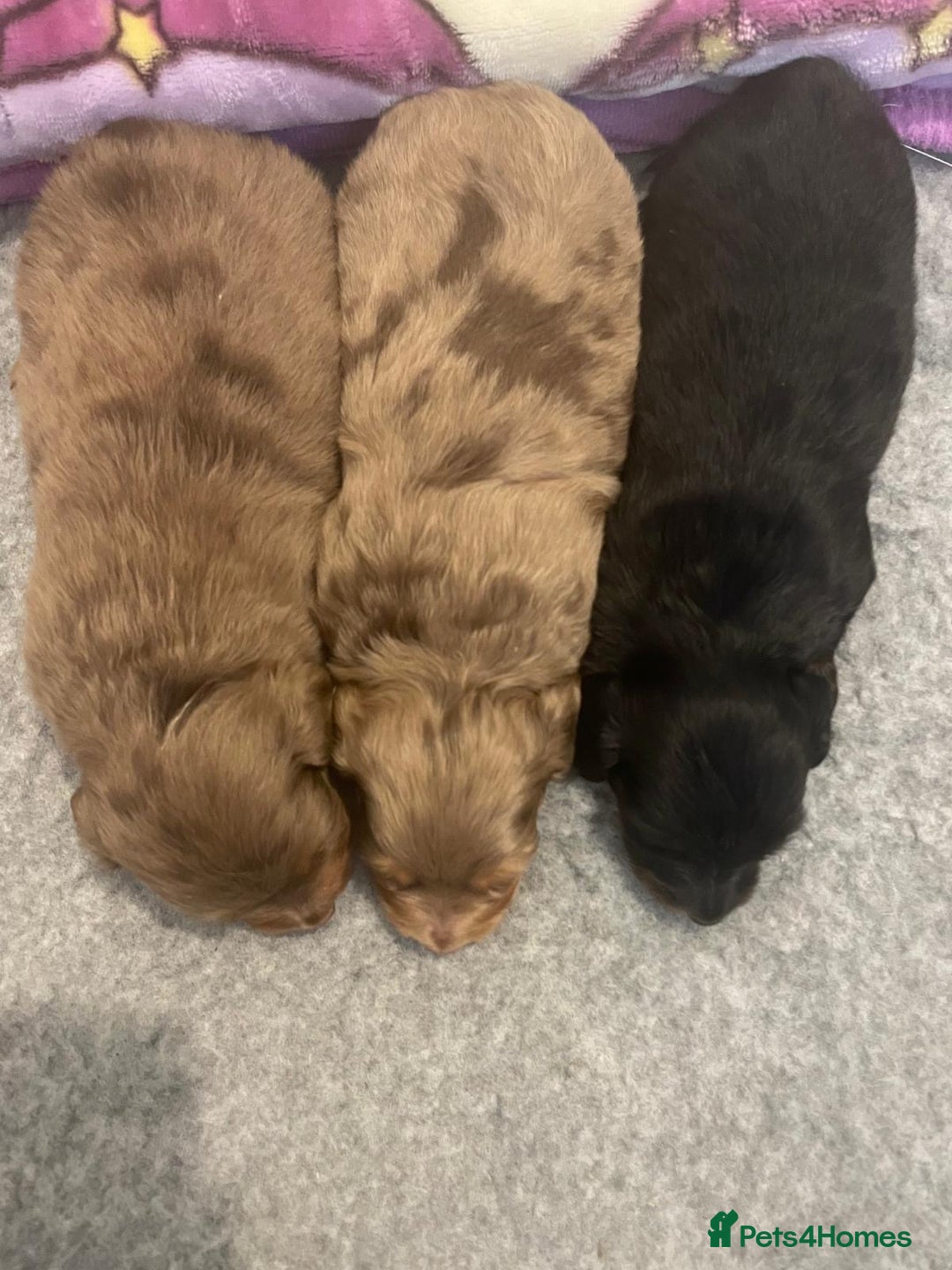 Miniature Dachshund dogs for sale: 3 Beautiful miniature longhair dachshund puppies - Image 3