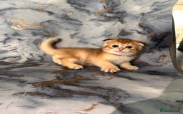 Scottish Fold cats for sale: Pedigree Scottish Fold kittens - Image 8