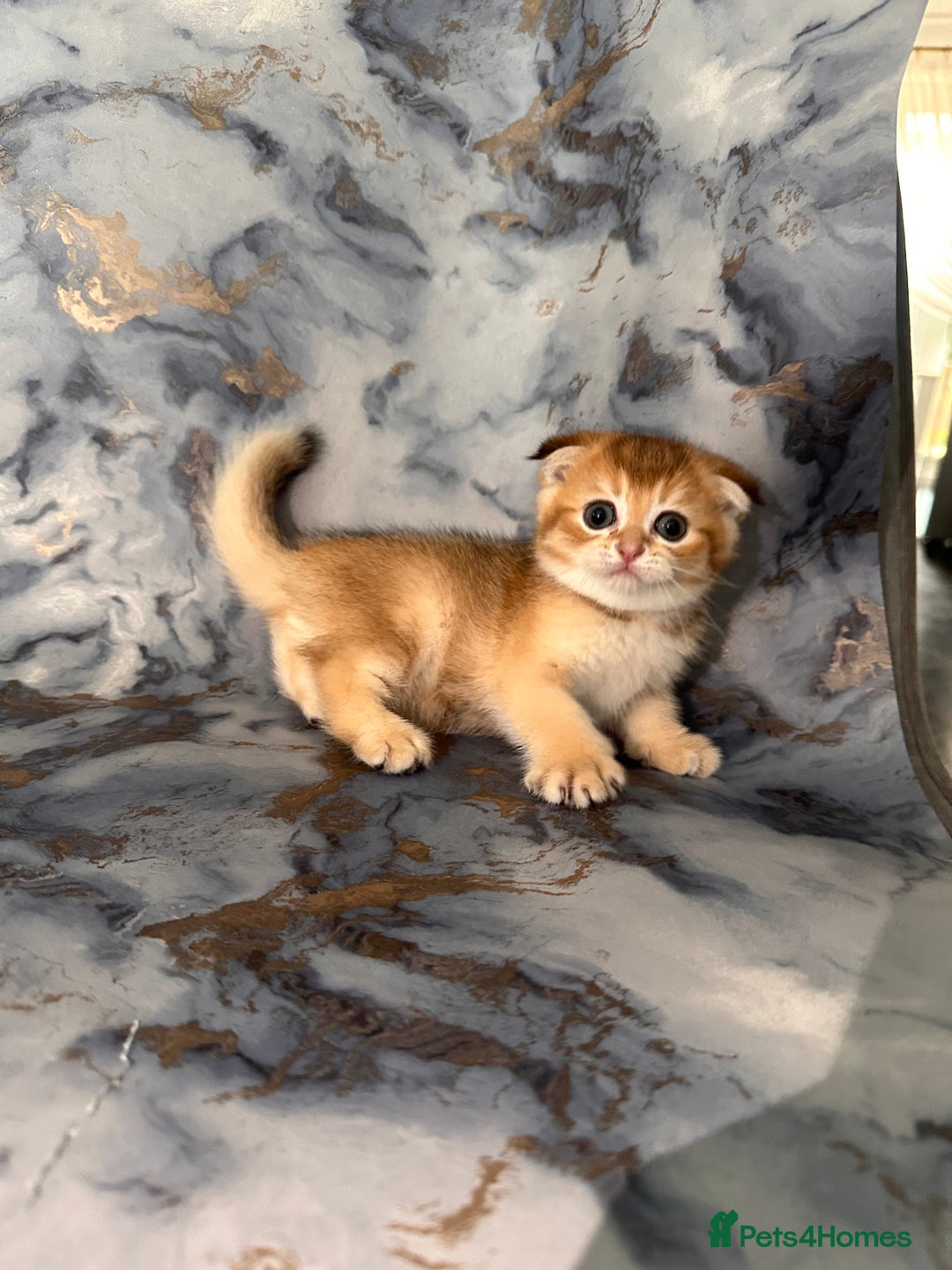 Scottish Fold cats for sale: Pedigree Scottish Fold kittens - Image 8
