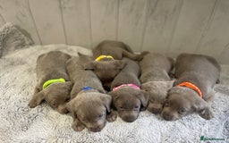 Labrador Retriever dogs for sale: Stunning silver Labradors puppy’s  - Advert 7