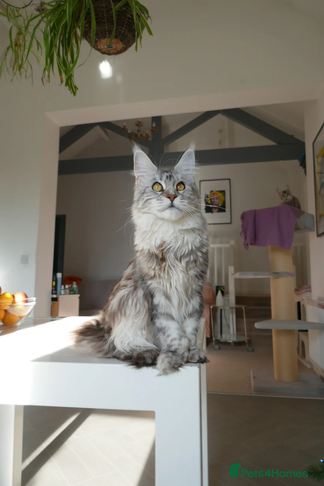 Maine Coon cats for sale: Beautiful Maine Coon kittens ( polydactyl)  - Advert 2