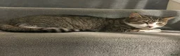Mixed Breed cats for sale: Affectionate cat - Advert 3