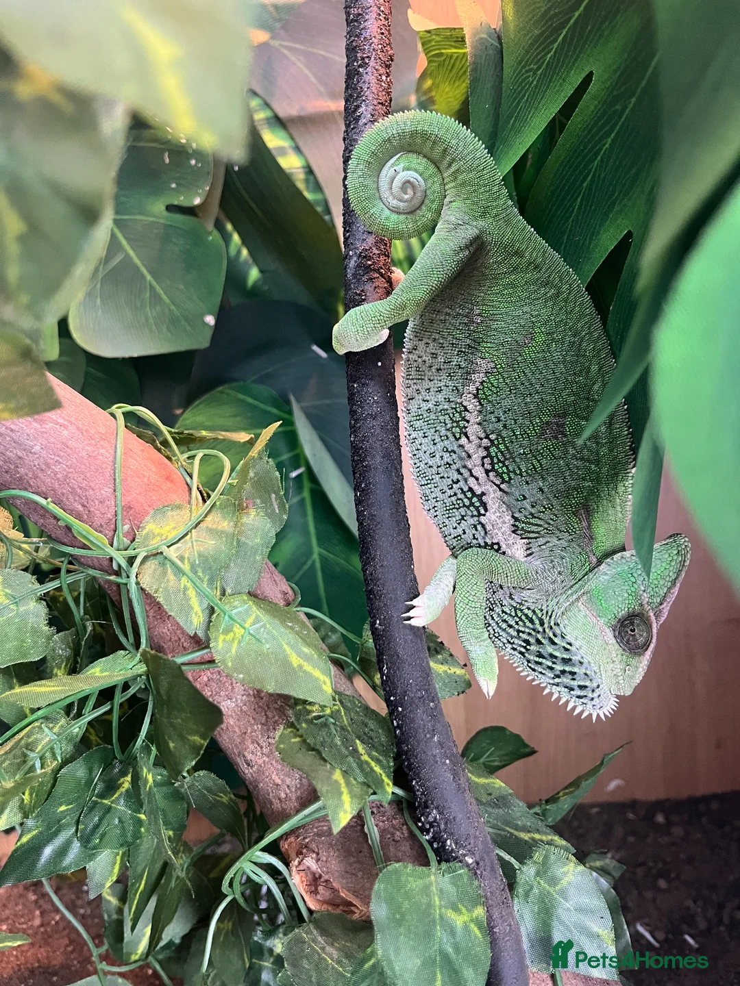 Chameleon reptiles for sale: Yaman Chameleon  in Colwyn Bay - Advert 5