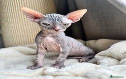 Sphynx cats for sale: Don Sphynx Kittens - Image 15