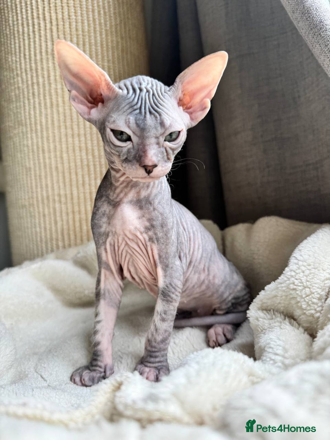 Sphynx cats for sale: Don Sphynx Kittens - Image 15