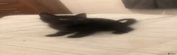 Mixed Breed cats for sale: 4 kittens for sale  in Elgin - Advert 2