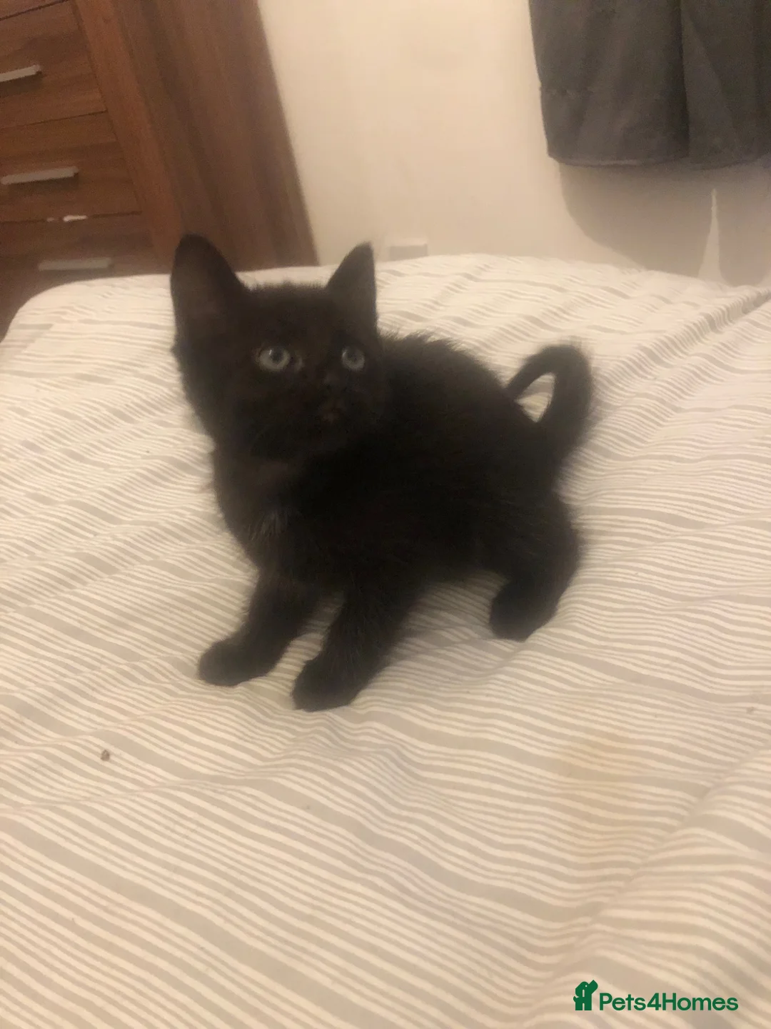 Mixed Breed cats for sale: 4 kittens for sale  in Elgin - Advert 2