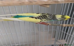 Budgerigars birds for sale: Fully tamed 4 budgies with Cage, accessories,food - Image 34