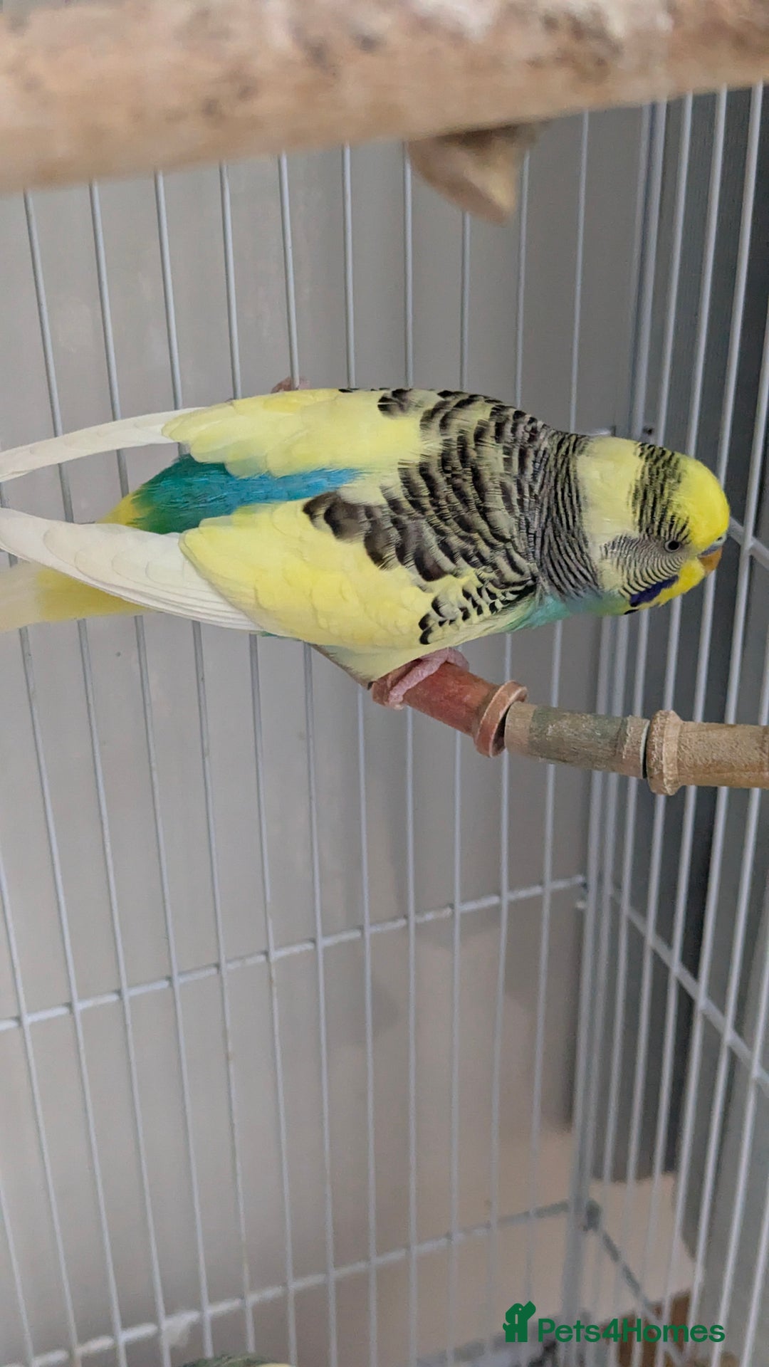Budgerigars birds for sale: Fully tamed 4 budgies with Cage, accessories,food - Image 34