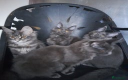 Maine Coon cats for sale: TICA 3 pedigree 3 girls 1 boy blue smoke/tabby - Image 12