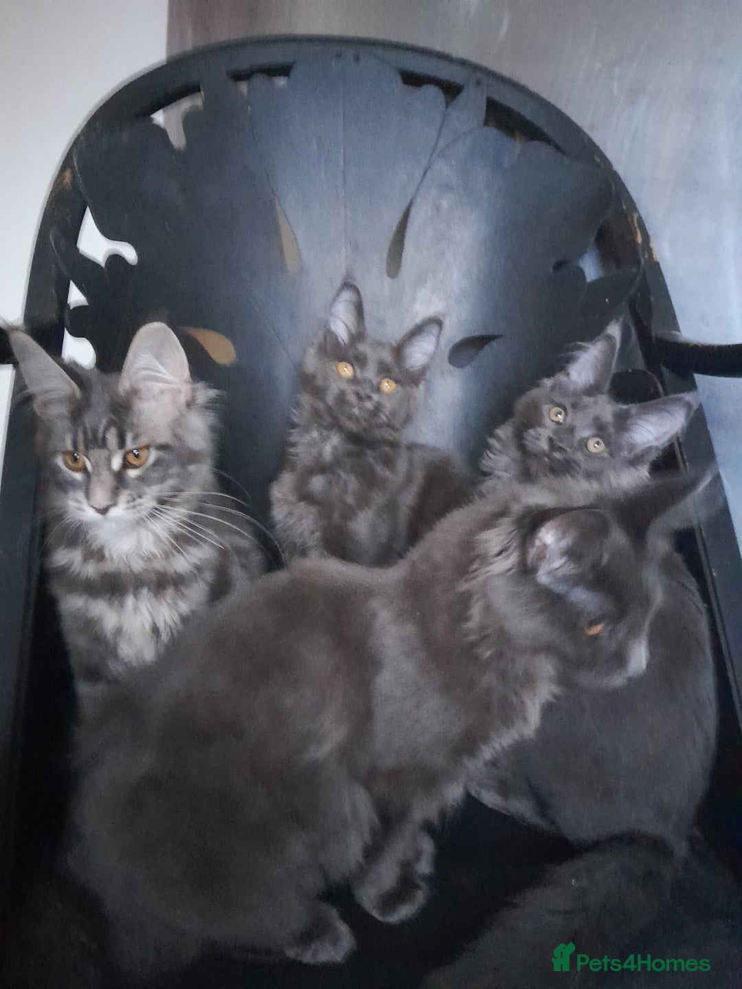 Maine Coon cats for sale: TICA 3 pedigree 3 girls 1 boy blue smoke/tabby - Image 12