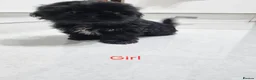 Shih Tzu dogs for sale: Puppys for sale  - Advert 2