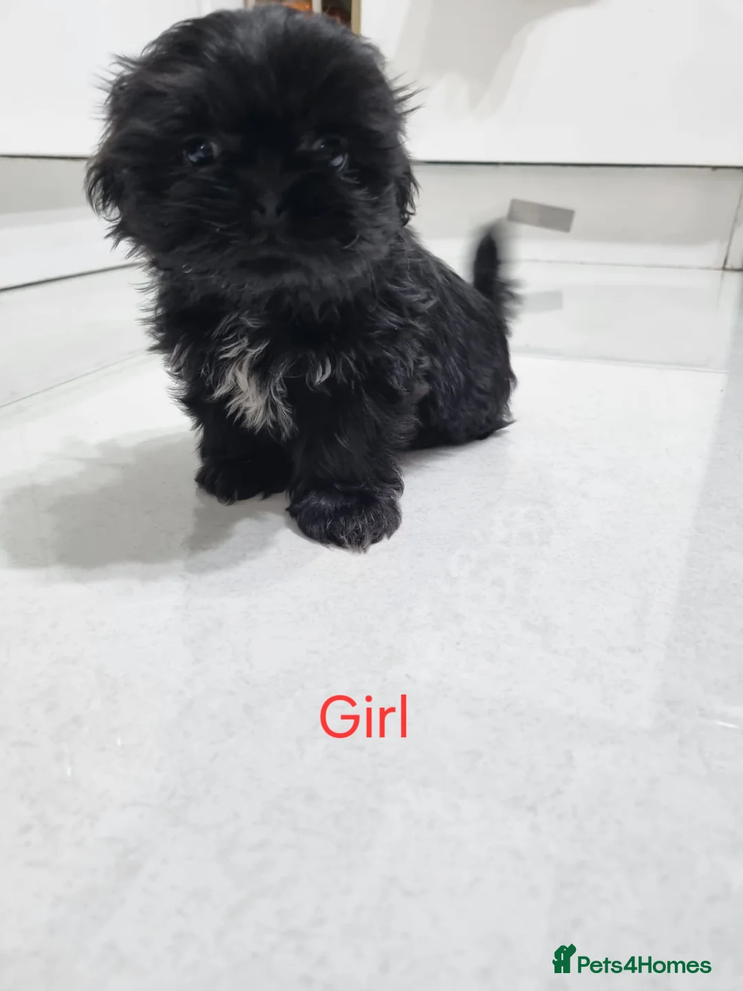 Shih Tzu dogs for sale: Puppys for sale  - Advert 2
