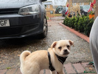 Pug dogs Pug x Pomeranian Puppy, REDUCED 🤩 - Advert 1