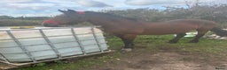 Welsh Section D horses for sale: Welsh d mare  - Advert 3
