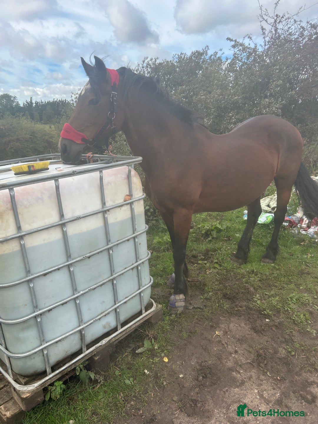 Welsh Section D horses for sale: Welsh d mare  - Advert 3