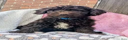 Spanish Water Dog dogs for sale: Spanish water dog  - Advert 2