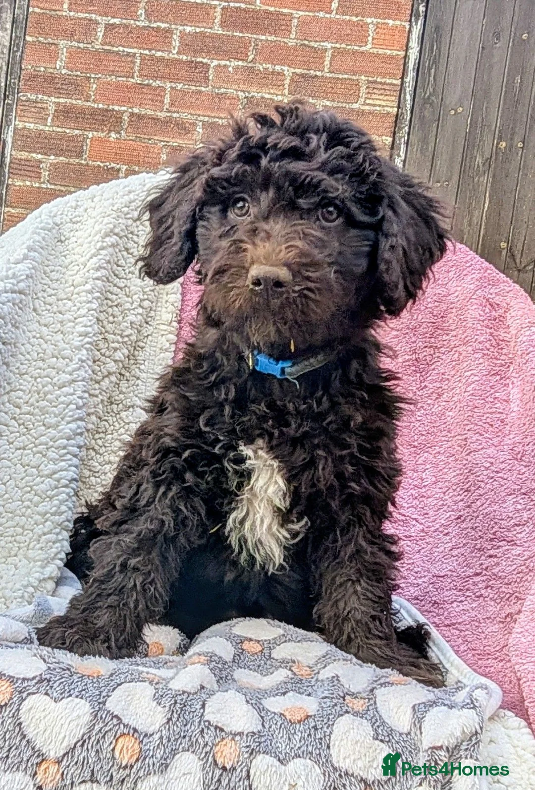 Spanish Water Dog dogs for sale: Spanish water dog  - Advert 2