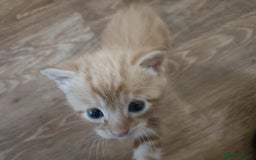 Mixed Breed cats for sale: Sweet kittens for sale - Image 4