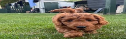 Cockapoo dogs for sale: READY NOW STUNNING CURLY CHOCOLATE MALE - Advert 13