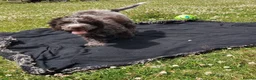 Lagotto Romagnolo dogs for sale: Kc lagotto romagnolo puppies - Advert 10