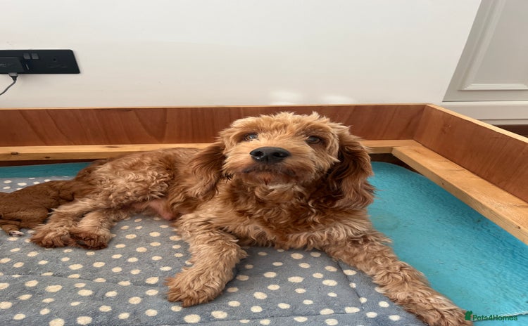Goldendoodle dogs - Advert 1
