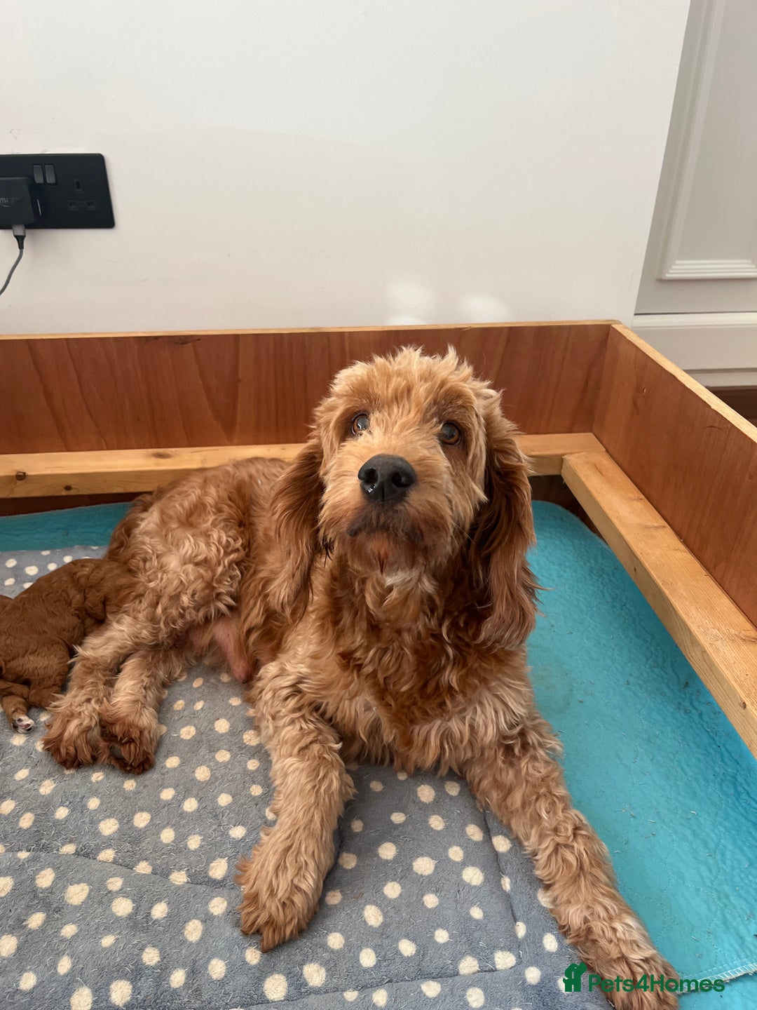 Goldendoodle dogs for sale: Extensively health tested Miniature goldendoodles - Image 1