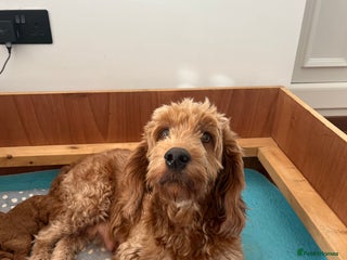 Goldendoodle dogs - Advert 2