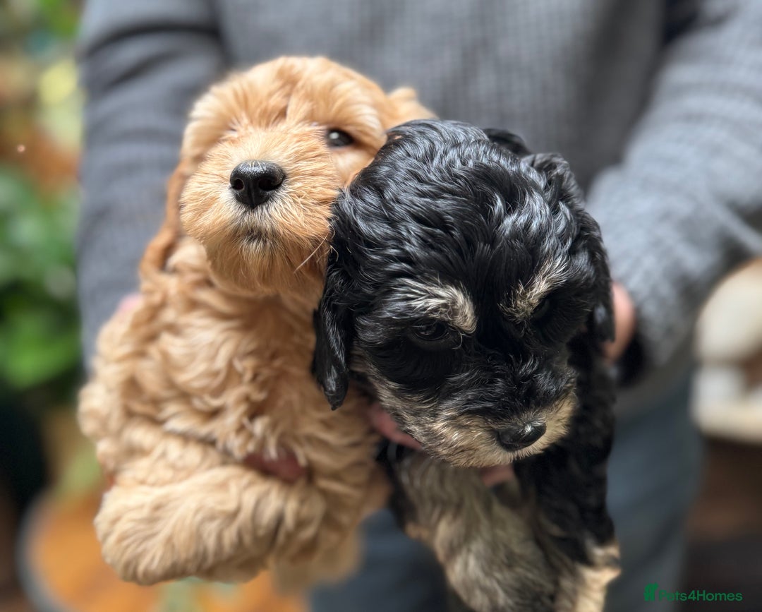 Schnoodle dogs for sale: Miniature Schoodle puppies - Image 18