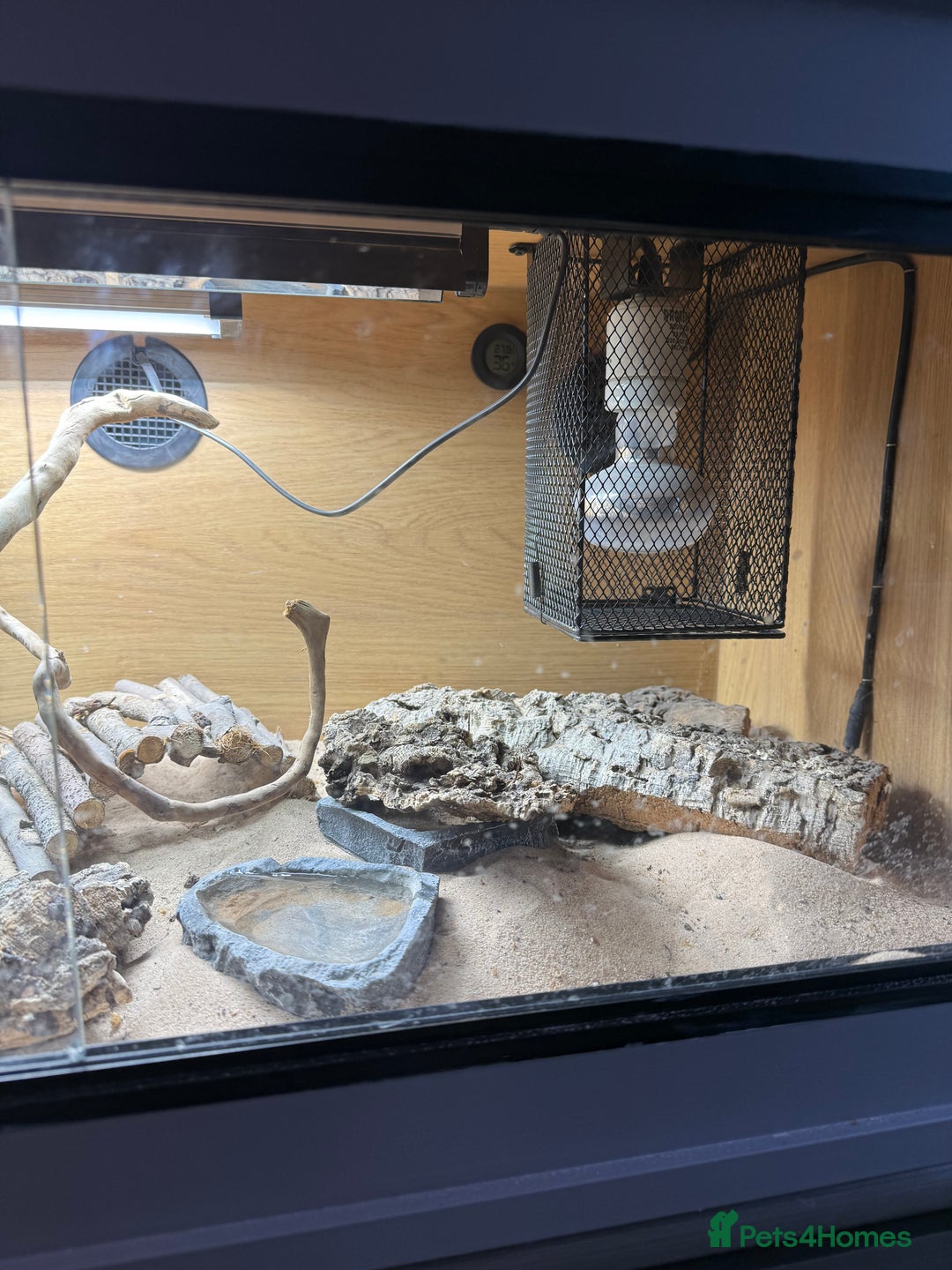 Dragon reptiles for sale: Mini Bearded Dragon Pogona Minor - Image 6