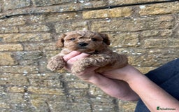 Cavachon dogs for sale: Cavapoochon puppies  - Image 1
