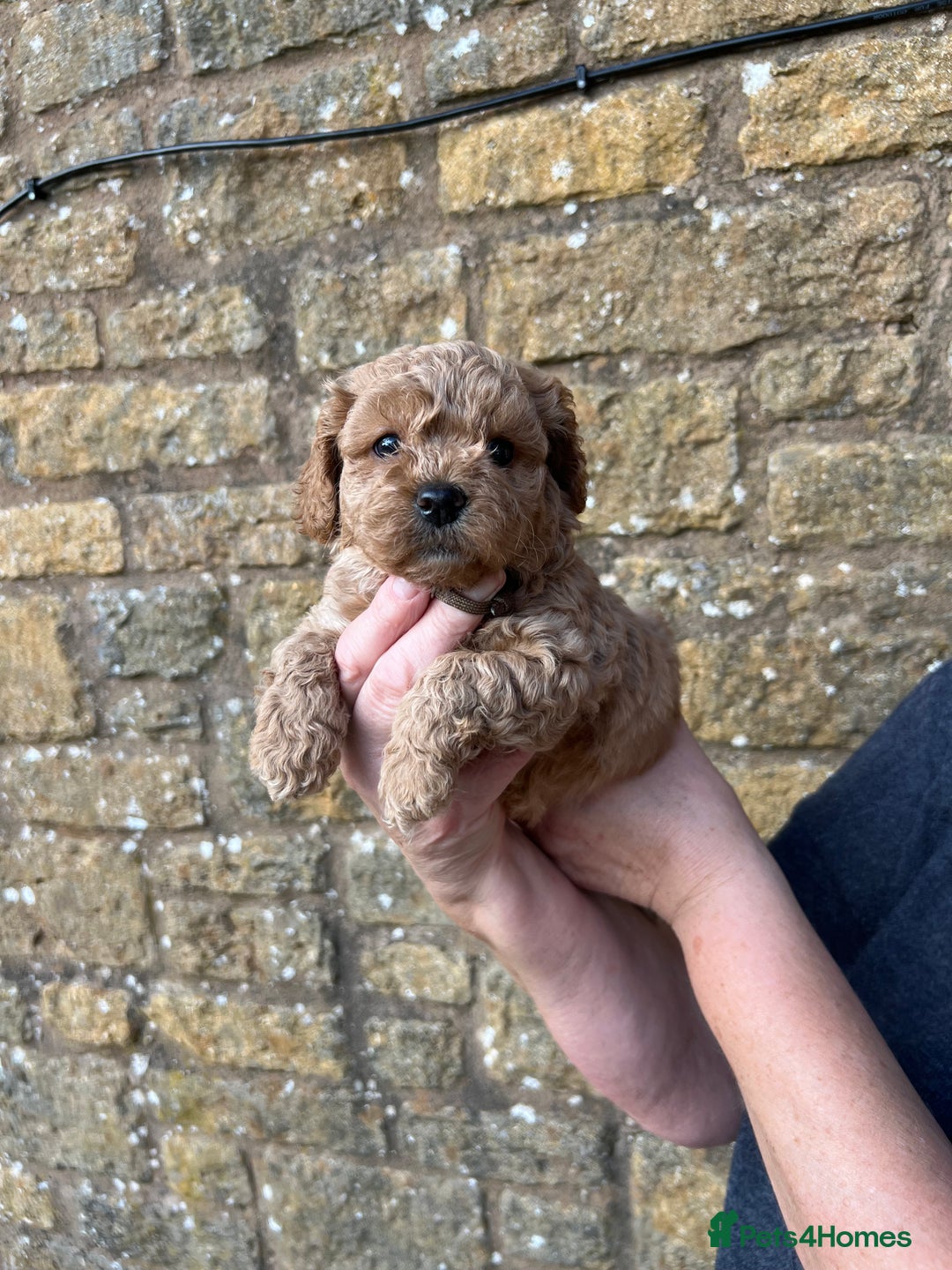 Cavachon dogs for sale: Cavapoochon puppies  - Image 1
